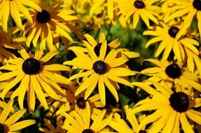 coneflowers, blooming Rudbeckia