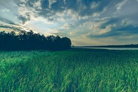 green grass on the lake