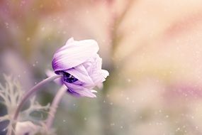 Violet-white Anemone Flower