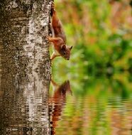 reflection of a squirrel on a tree