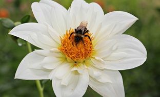 bee on the white dahlia flower