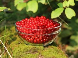 summer ripe red currants
