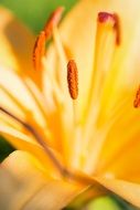 stamens of the yellow line close-up