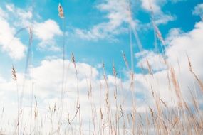 grass in the meadow against the summer sky
