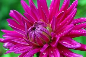 bright pink dahlia close up