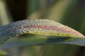 amazing Reed Leaf