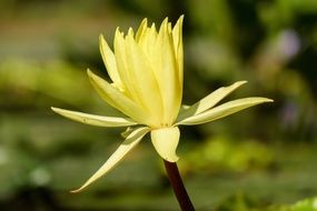 delicate yellow water lily