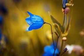 blue round leaved bellflower