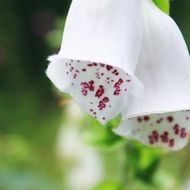 macro view of red and white cinquefoil flowers
