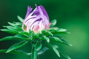 photo of purple bud closeup
