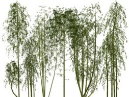 graphic image of a bamboo grove