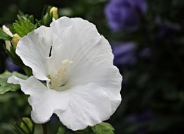 white mallow flower