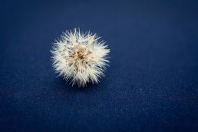 white dandelion on a blue surface