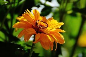 yellow summer flower in the park