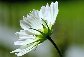 Beautiful white cosmea flower in the garden in summer