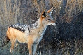 jackal in the wild in South Africa