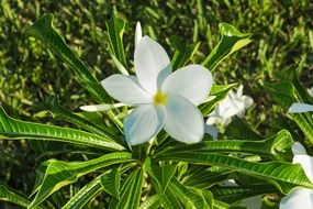 white spring flower in the sun