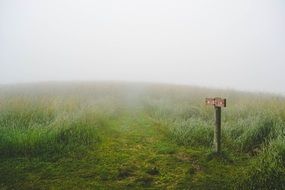 foggy meadow with wild grass