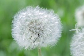 fluffy round dandelion on a summer field