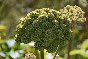 angelica archangelica