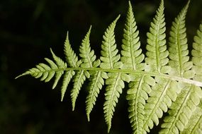 fern branch on a black background