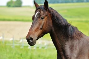 stallion on a background of green field