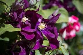 blooming purple clematis in the garden
