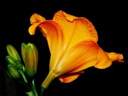 Lily bud
