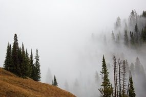 green trees near Danraven Pass