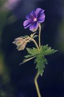 purple cranesbill in the forest