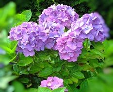 purple hydrangea flowers in the garden