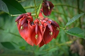 Red Coral Plant