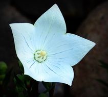 wonderful Balloon Flower