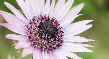 Berkheya purpurea, Beautiful purple thistle flower
