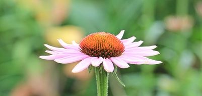 echinacea flower