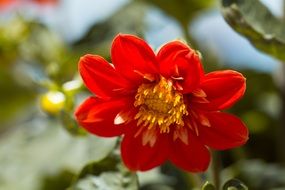 red summer flower close up
