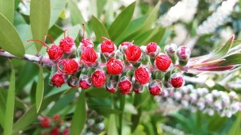 spring plant with red flowers