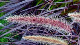 spikelets of flowers in nature