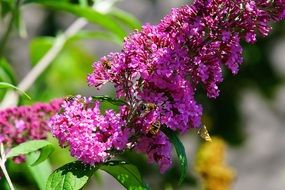 bright purple flower in the garden
