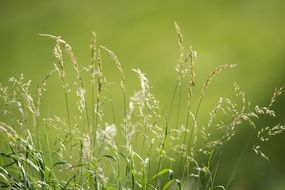 meadow grass close-up on blurred background
