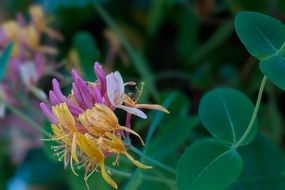 beautiful bud of honeysuckle