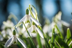 white spring flowers under bright sun close up