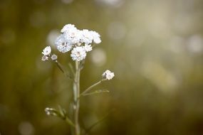 White ranunculus in the wild