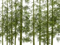 graphic image of bamboo thickets