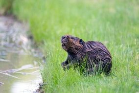 Beaver near the pond
