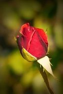 red rose flower macro view