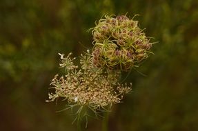 Wild Carrot Daucus Carota Plant