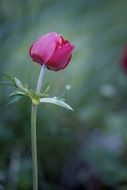 Red Anemone Flower at blurred green background