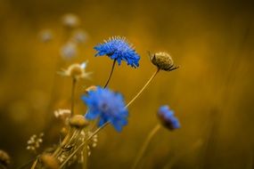 blue pointed flower on a natural lawn