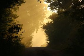 landscape of romantic Forest Mood with fog
